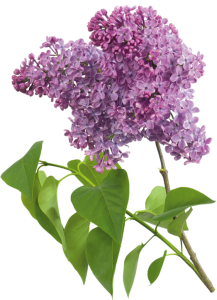Lilac PNG-85097